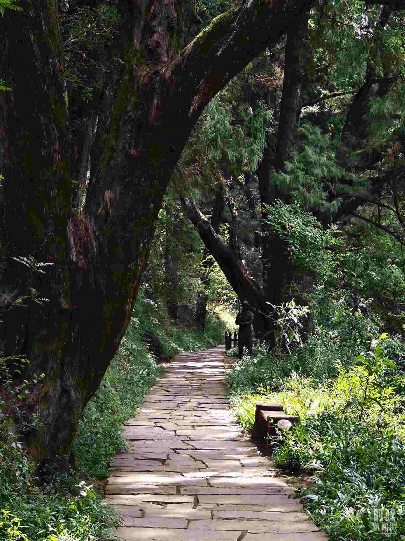 △古蜀道與古柏。（總臺(tái)央視記者彭漢明拍攝）