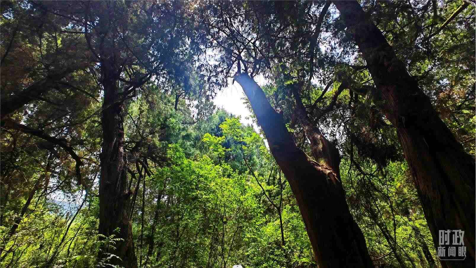 △翠云廊內(nèi)，古柏郁郁蔥蔥。（總臺(tái)央視記者程鋮拍攝）