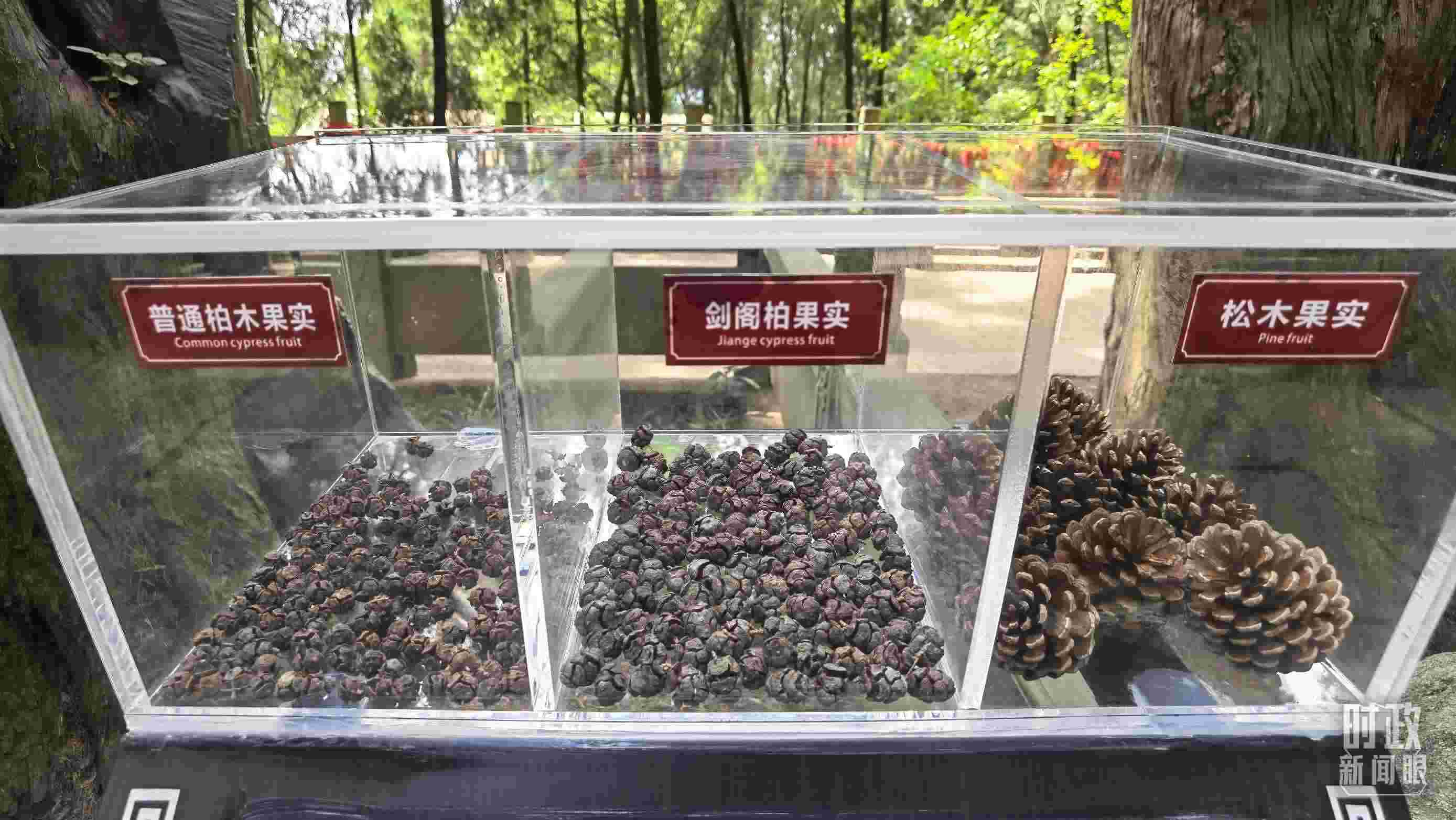 △翠云廊古蜀道，現(xiàn)場(chǎng)陳列的柏木和松木果實(shí)。（總臺(tái)央視記者石丞拍攝）