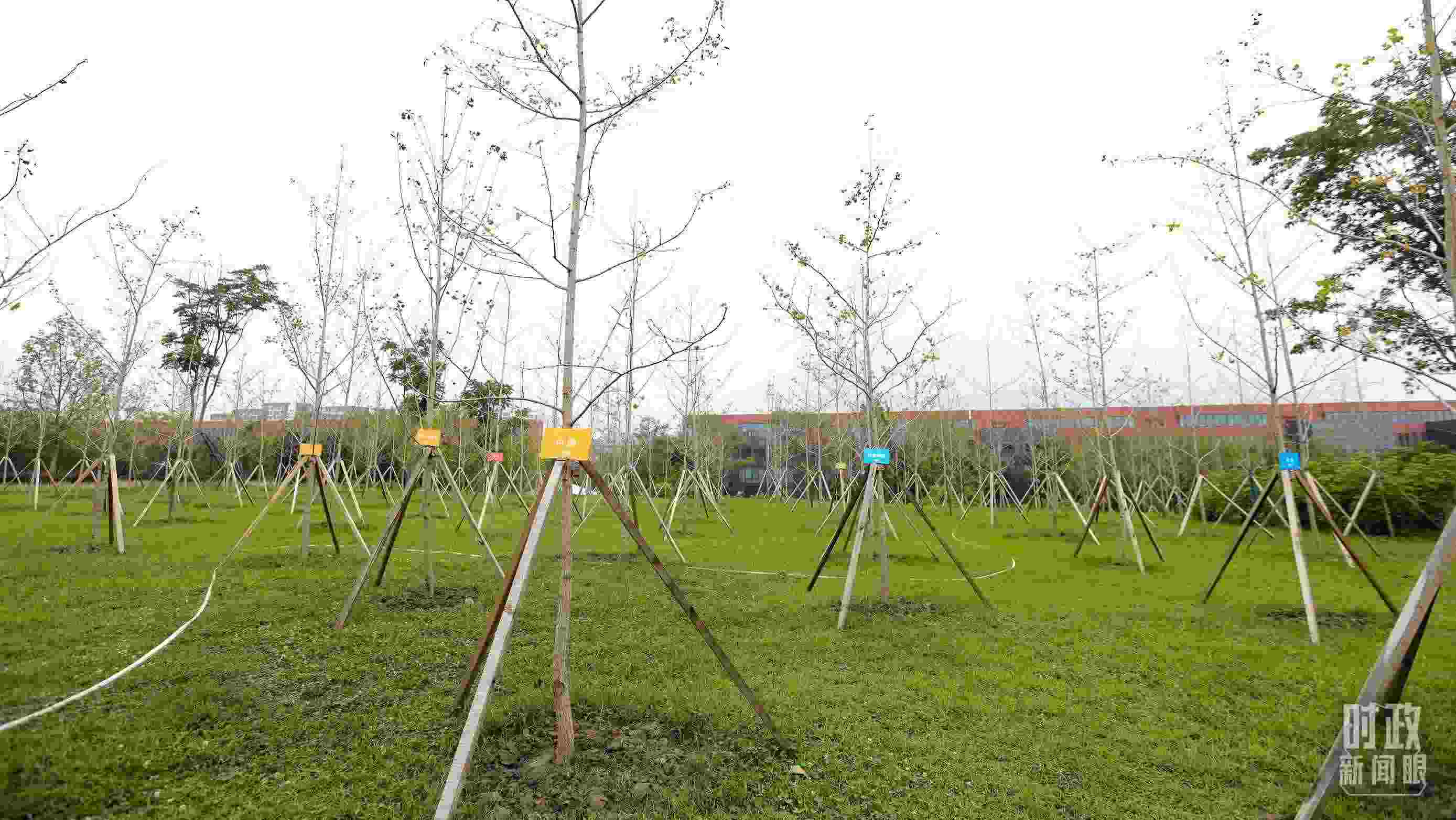 成都大運(yùn)村內(nèi)專門種植了友誼林，各國代表團(tuán)都可認(rèn)領(lǐng)。