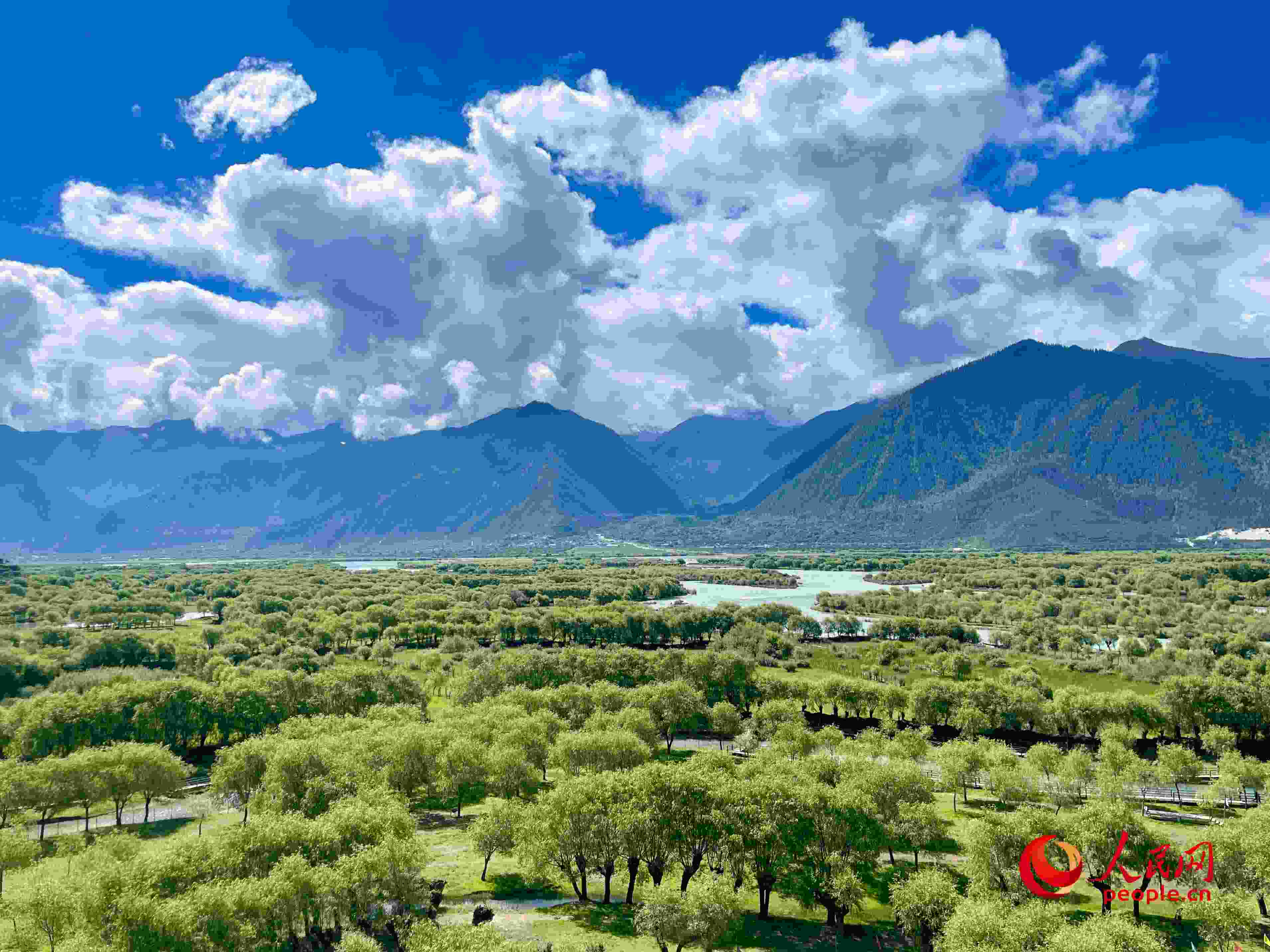 夏日的雅尼國(guó)家濕地公園生機(jī)盎然，如詩如畫。人民網(wǎng) 周靜圓攝