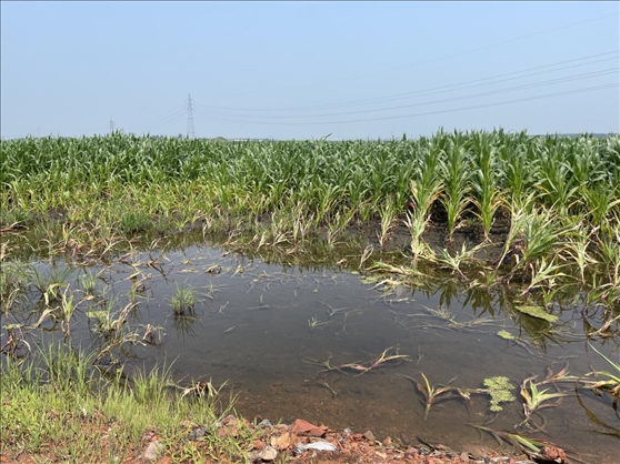 復墾過后仍有地塊積水(中國之聲記者江曉晨 攝)