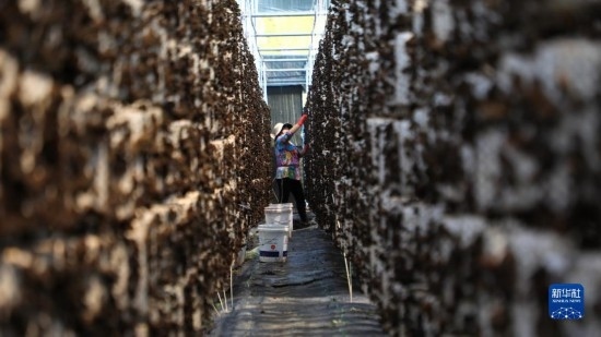 7月29日，在卓尼縣納浪鎮(zhèn)納浪村黑木耳種植基地，農(nóng)戶在采摘黑木耳。