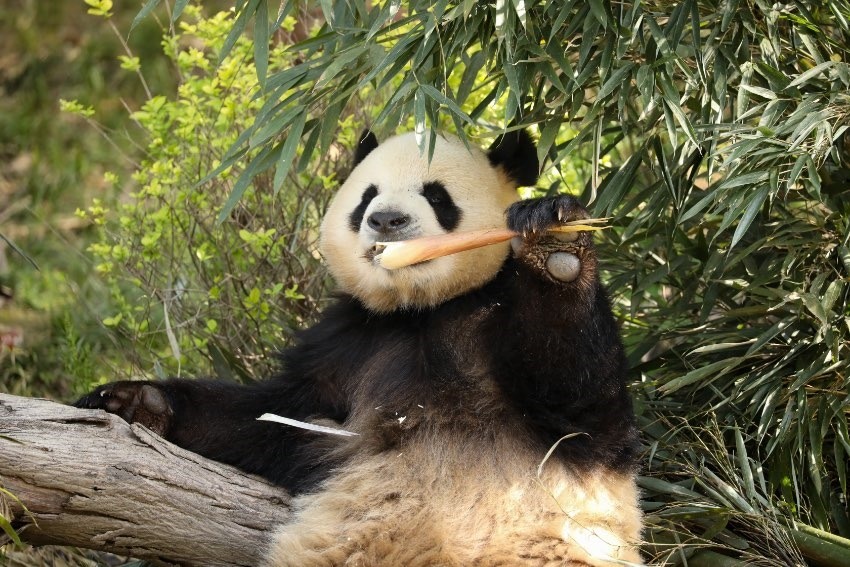大熊貓“芝麻”。成都大熊貓繁育研究基地供圖