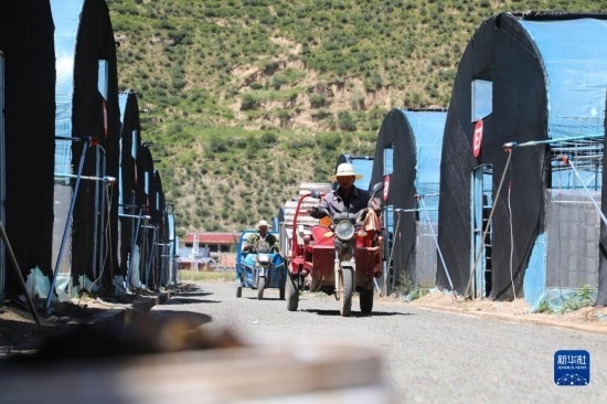 7月29日，農(nóng)戶在卓尼縣納浪鎮(zhèn)納浪村黑木耳種植基地勞作。