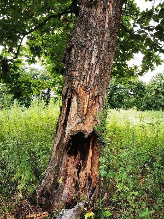 圖為2021年10月拍攝的秦嶺北麓百年板栗古樹遭破壞情況。人民網記者 吳超攝