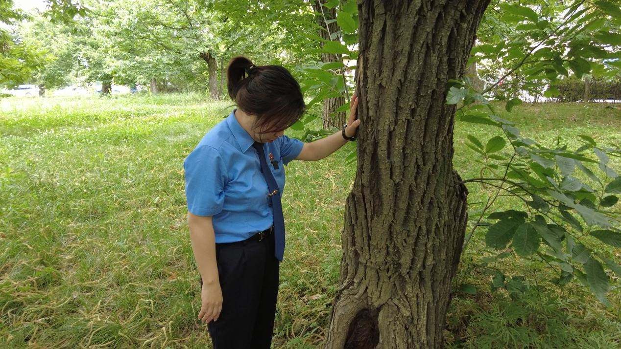 惠琳琳仔細查看古樹生長近況。人民網 黨童攝