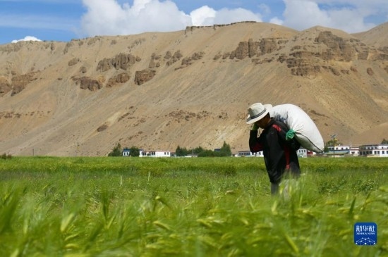 8月12日，西藏阿里地區(qū)普蘭縣赤德村村民在青稞田里勞作。