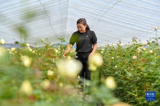 8月17日，吉林省德惠市朱城子鎮(zhèn)沿河村程雪家庭農(nóng)場的負(fù)責(zé)人楊雪在查看玫瑰花長勢。新華社記者 張楠 攝