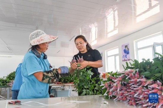 8月17日，吉林省德惠市朱城子鎮(zhèn)沿河村程雪家庭農(nóng)場的負(fù)責(zé)人楊雪（右）指導(dǎo)農(nóng)民修剪玫瑰花。新華社記者 張楠 攝