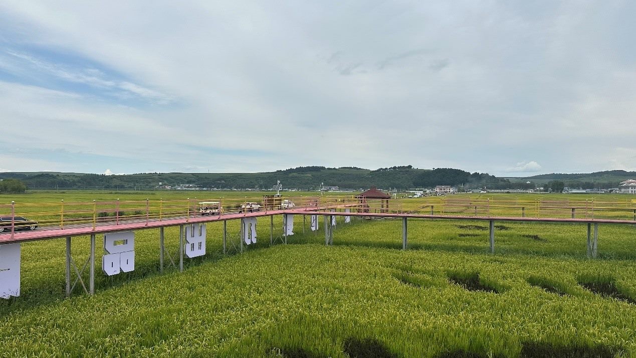 光東村田園風(fēng)光。人民網(wǎng)記者 金洪花 攝