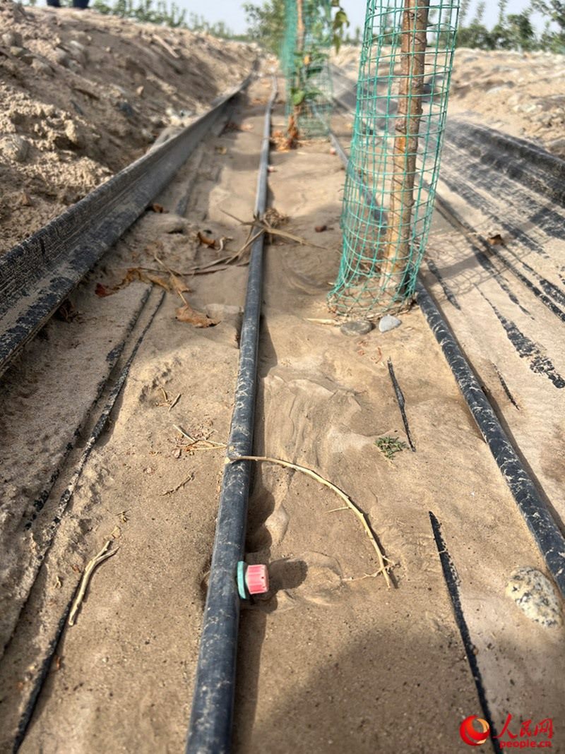 水肥一體化滴灌技術(shù)，可極大節(jié)約用水量。人民網(wǎng)記者 常雪梅攝