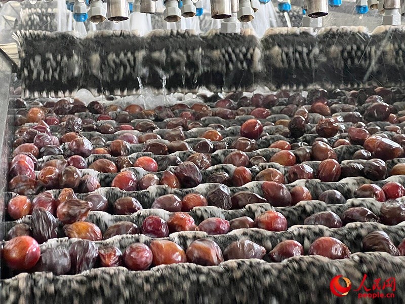 清洗西梅。人民網(wǎng)記者 常雪梅攝