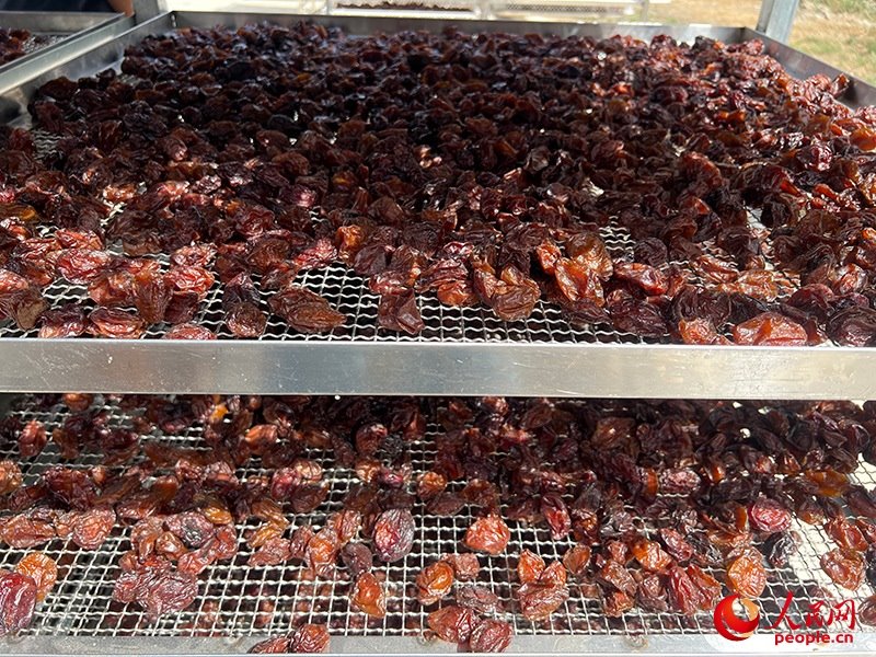 晾曬西梅。人民網(wǎng)記者 常雪梅攝