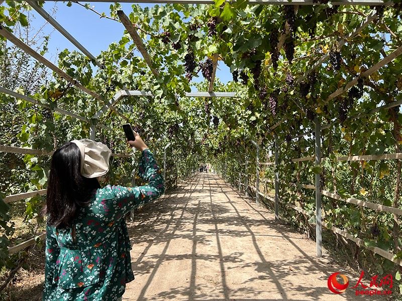 新疆閩龍達干果產(chǎn)業(yè)有限公司內(nèi)種植的葡萄。人民網(wǎng)記者 常雪梅攝