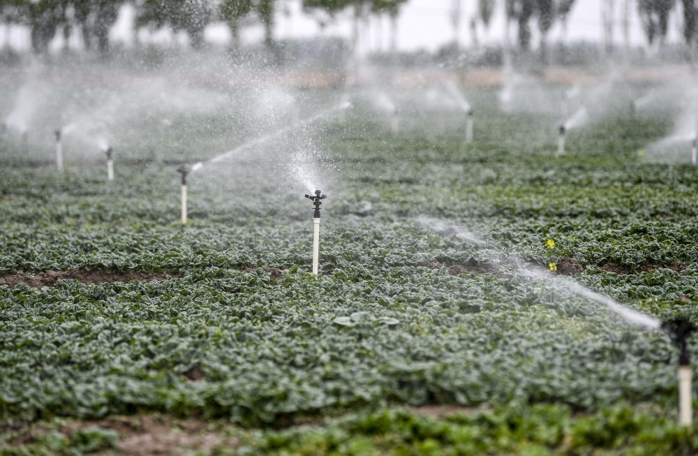 2023年5月25日，在寧夏銀川市永寧縣望洪鎮(zhèn)宋澄村冷涼蔬菜種植基地，小型噴灌節(jié)水設(shè)備在進(jìn)行噴灌作業(yè)。新華社記者 馮開(kāi)華 攝