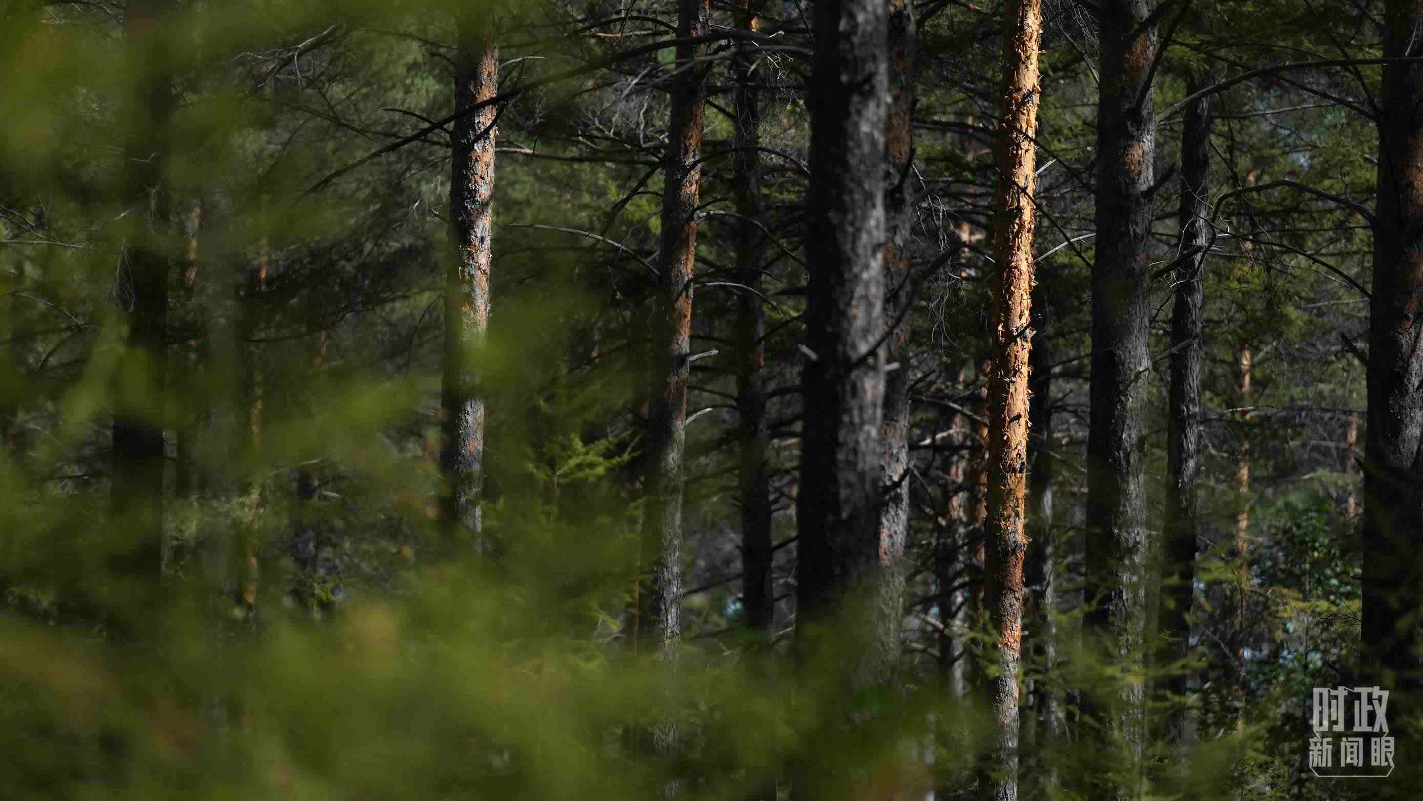 △漠河林場有天然林3.54萬公頃、蓄積量325.3萬立方米。（總臺國廣記者李晉拍攝）