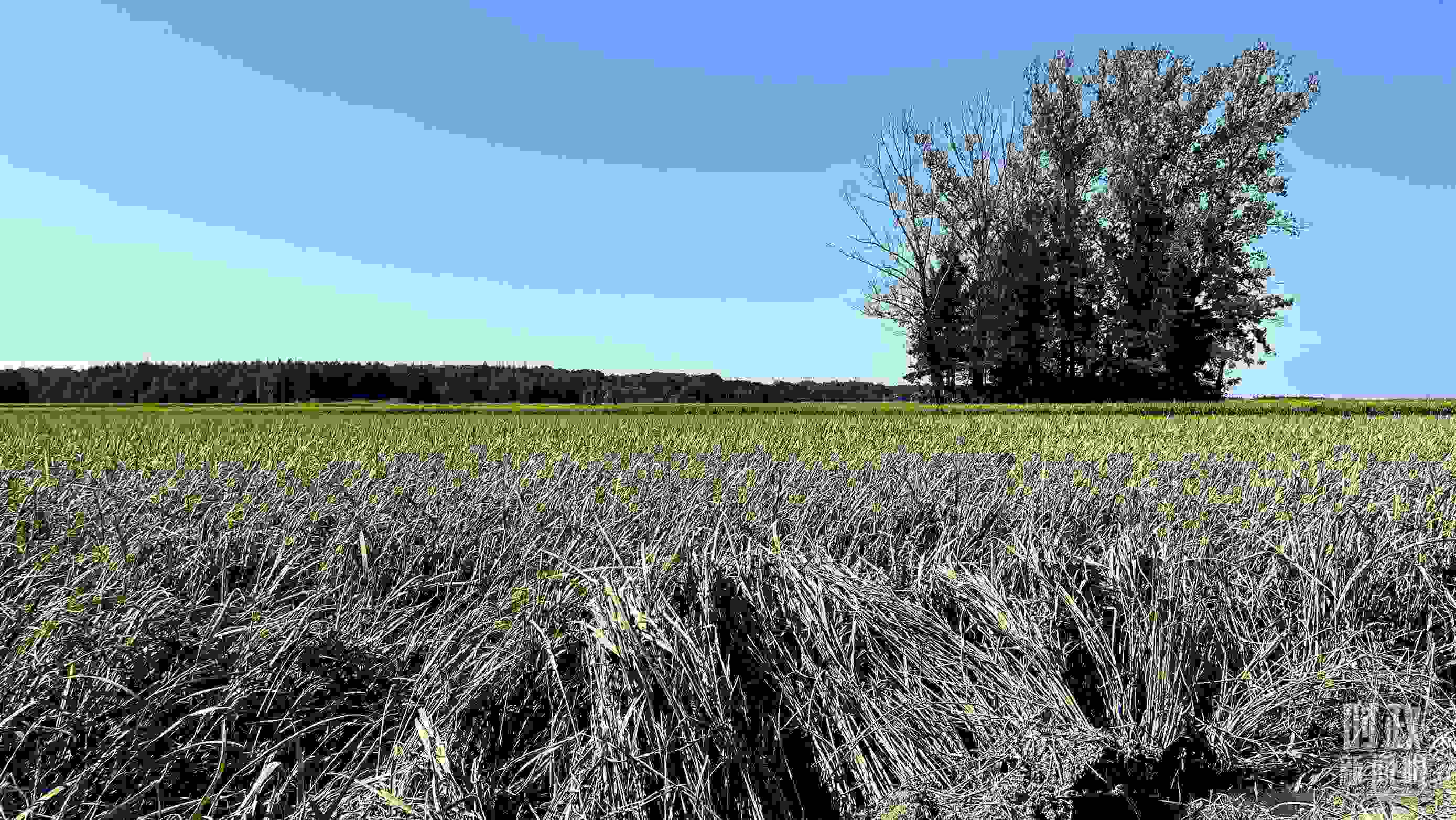 △龍王廟村遭受洪澇災害的農田。（總臺央視記者邢彬拍攝）