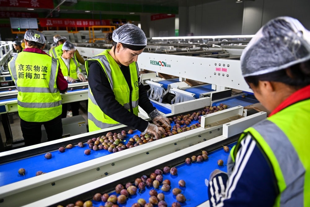 在新疆伽師縣粵伽新梅產(chǎn)業(yè)園內(nèi)的京東物流新疆智能供應(yīng)鏈中心，員工在智能分揀線檢查分選好的新梅（2023年8月30日攝）。新華社記者 丁磊 攝