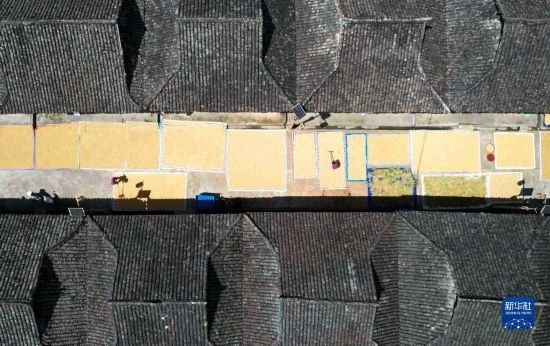 9月16日，在貴州省黔東南苗族侗族自治州從江縣加勉鄉(xiāng)污扣村，村民在晾曬稻谷（無(wú)人機(jī)照片）。