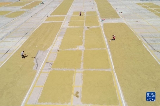 9月16日，村民在貴州省黔東南苗族侗族自治州丹寨縣金泉街道晾曬稻谷（無(wú)人機(jī)照片）。