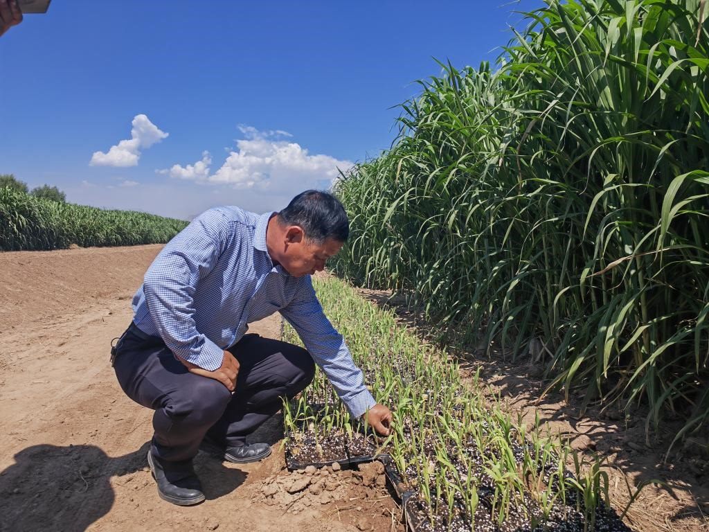 高級(jí)農(nóng)藝師周興德向記者介紹巨菌草幼苗（2023年9月1日攝）。新華社記者馬麗娟 攝