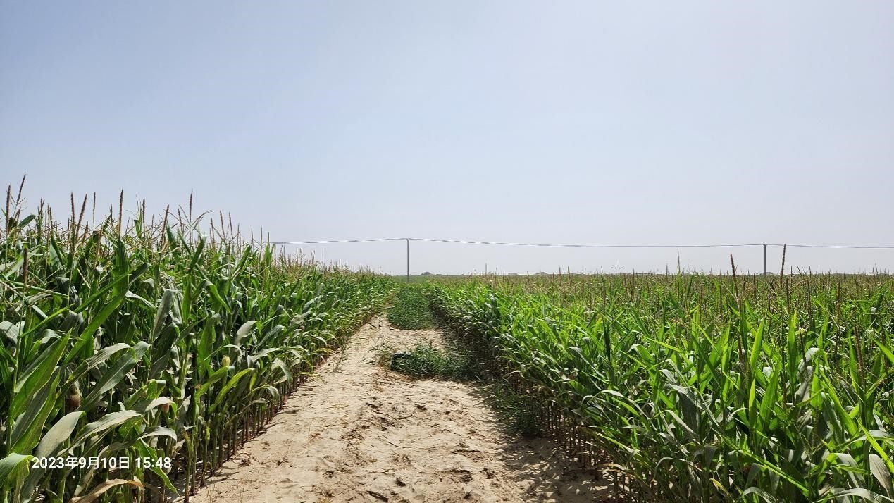 玉米改良40天后對(duì)比（左邊為改良組，右邊為對(duì)照組）。胡樹(shù)文團(tuán)隊(duì)供圖