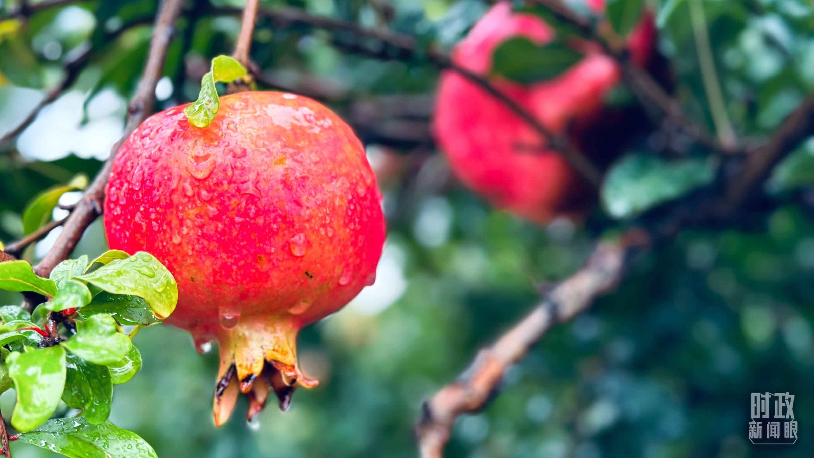 △一場秋雨過后，石榴更顯晶瑩。（總臺央視記者李輝、范一鳴拍攝）