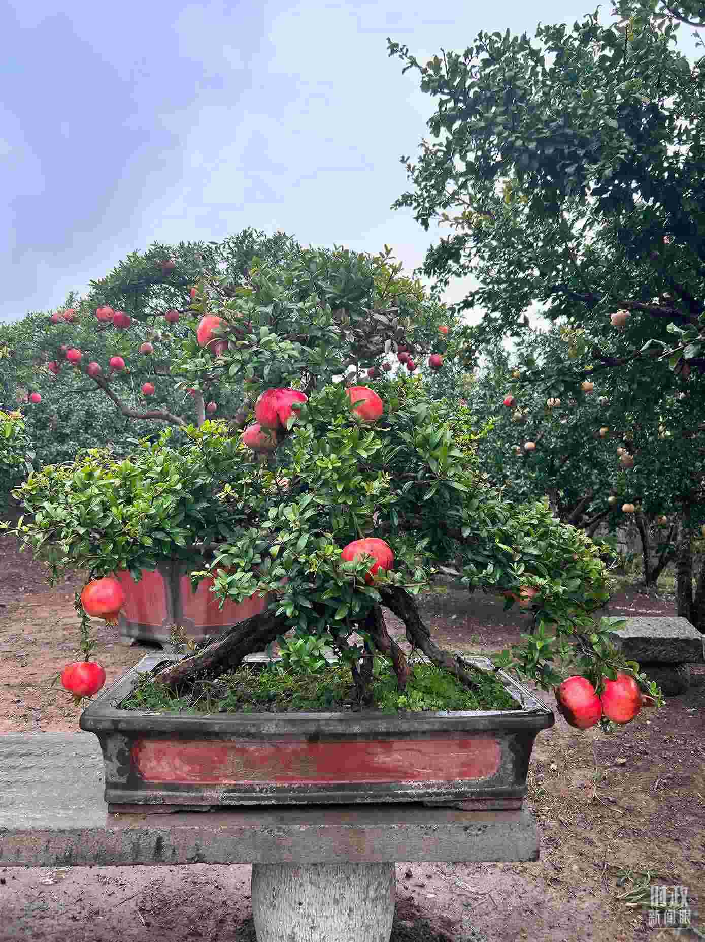 △冠世榴園內的石榴盆栽。（總臺央視記者黎兵拍攝）