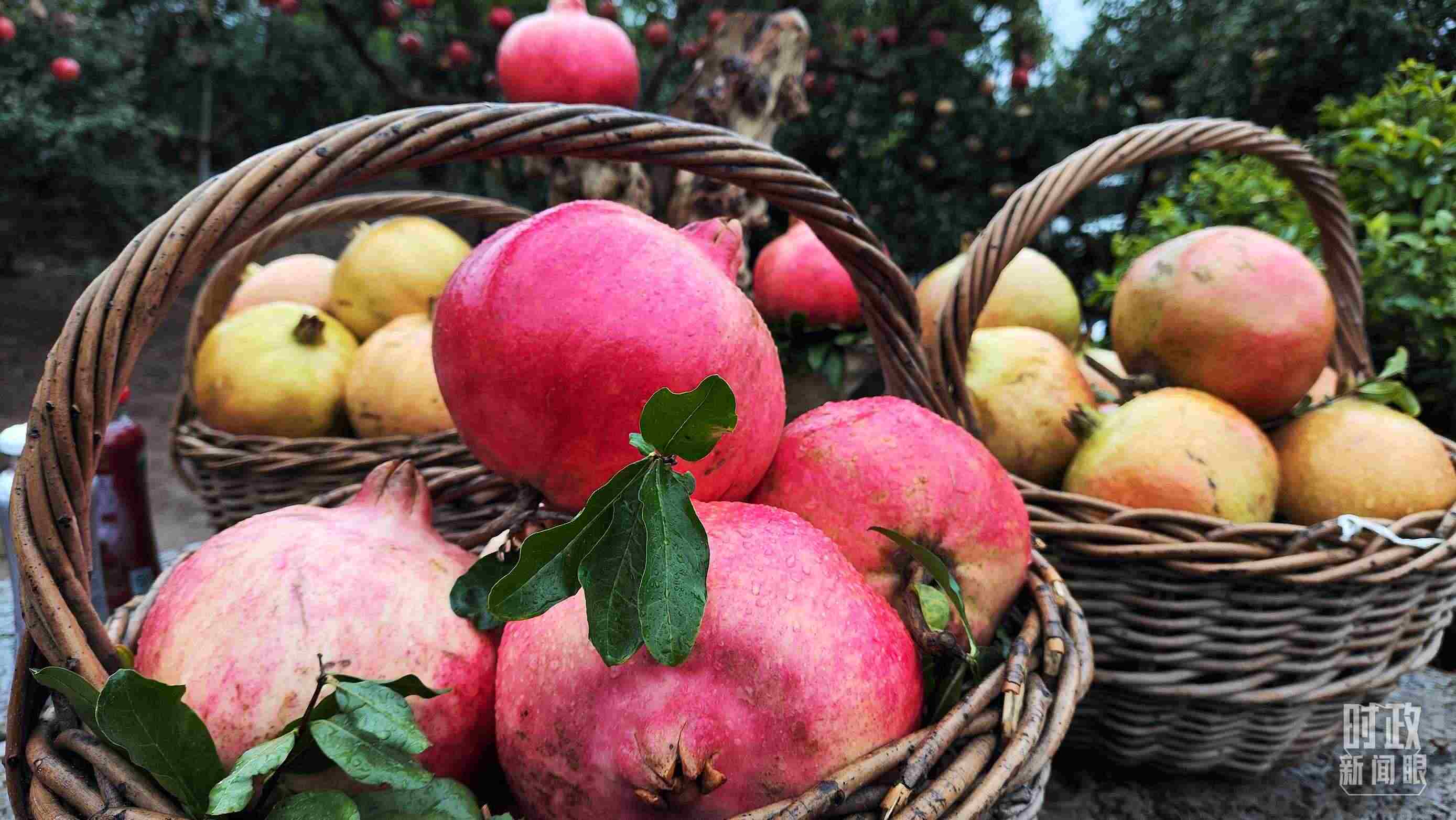 △種植園內新鮮采摘的石榴。（總臺央視記者鐘信偉拍攝）