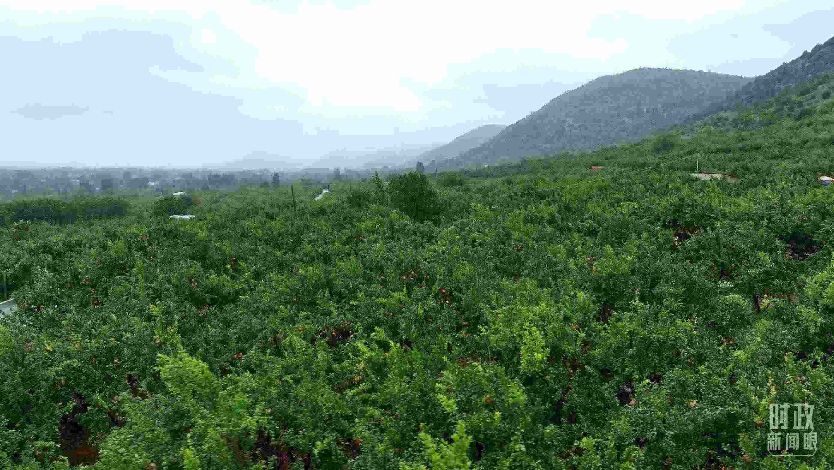 △山東棗莊冠世榴園。（總臺記者韓森、張鵬拍攝）