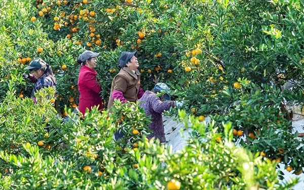 農(nóng)戶在果園中采摘果實(shí)。湖南省石門(mén)縣融媒體中心 唐亞翔攝