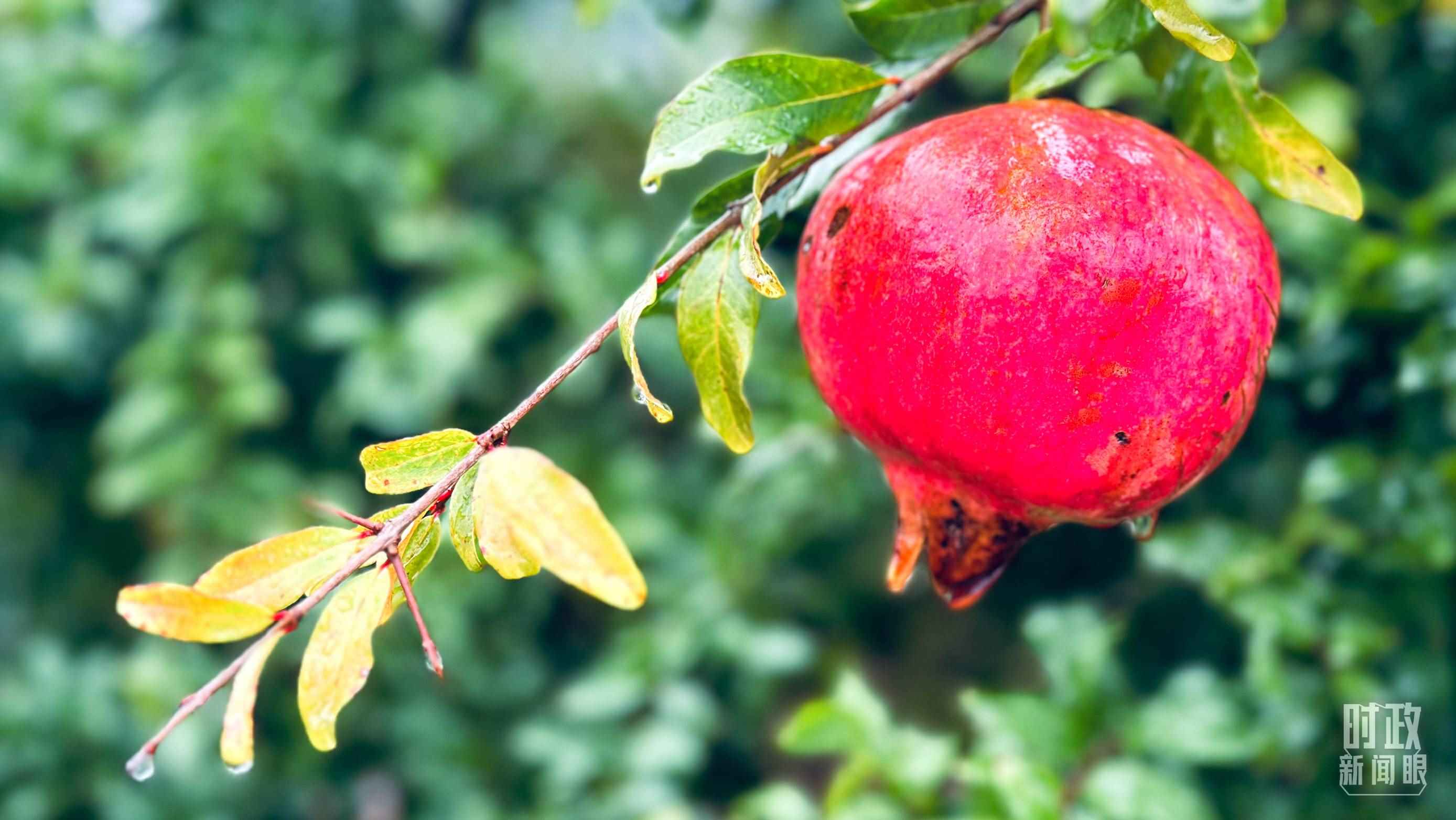 △山東省棗莊市冠世榴園，石榴紅了。（總臺(tái)央視記者范一鳴拍攝）