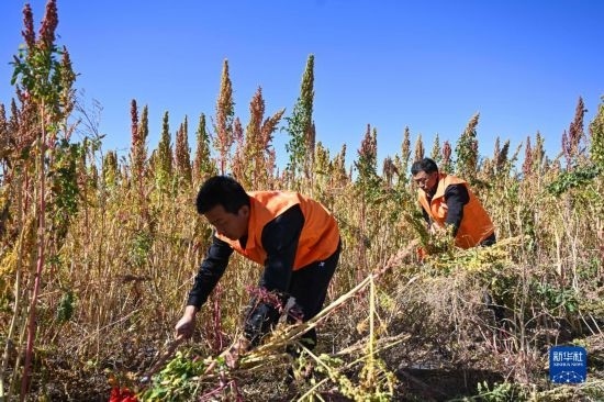 9月28日，農(nóng)民參加內(nèi)蒙古武川縣首屆藜麥開鐮節(jié)割藜麥比賽。
