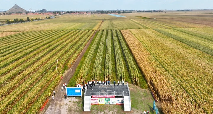 在遼寧省鐵嶺縣蔡牛鎮(zhèn)，外地農(nóng)民到張莊玉米合作社的大田里學習玉米選種和栽種技術(shù)（2023年9月26日攝，無人機照片）。新華社記者 楊青 攝