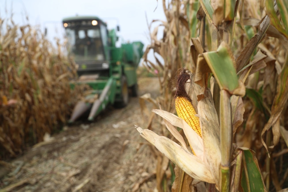 在遼寧省鐵嶺縣蔡牛鎮(zhèn)玉米田里，農(nóng)民駕駛農(nóng)機收割玉米（2023年9月26日攝）。新華社記者 楊青 攝