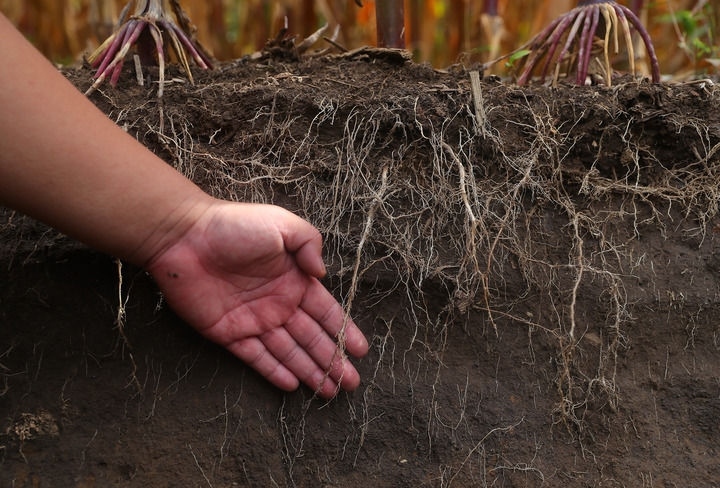 在遼寧省鐵嶺縣蔡牛鎮(zhèn)，張莊玉米合作社的農(nóng)民向外地農(nóng)民介紹黑土地保護和玉米秸稈還田情況（2023年9月26日攝）。新華社記者 楊青 攝