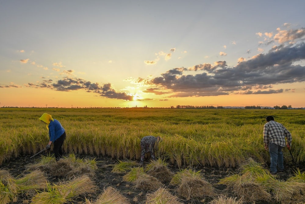 農(nóng)民在吉林省吉林市永吉縣萬昌鎮(zhèn)花家村收割水稻（2023年9月12日攝）。新華社記者 張楠 攝