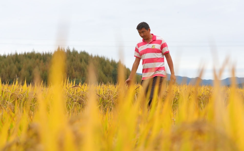在遼寧省撫順市新賓滿族自治縣新賓鎮(zhèn)的水稻田里，農(nóng)民丁輝查看水稻成熟情況（2023年9月25日攝）。新華社記者 楊青 攝