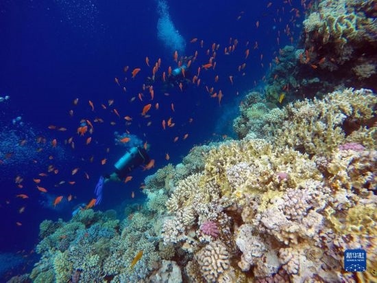  10月2日，人們在埃及西奈半島達(dá)哈布藍(lán)洞內(nèi)的珊瑚旁深潛。新華社記者 隋先凱 攝