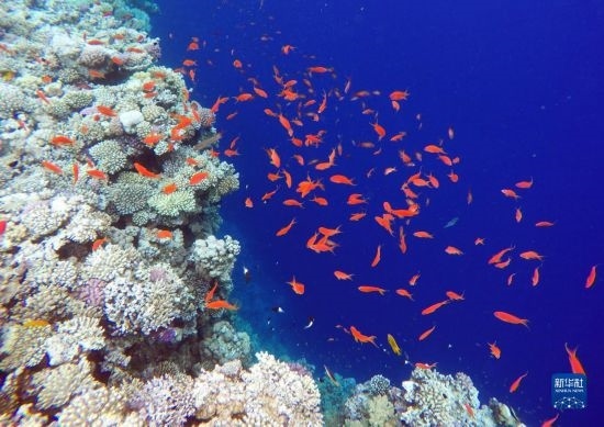  這是10月2日在埃及西奈半島達(dá)哈布藍(lán)洞內(nèi)拍攝的珊瑚和魚類。新華社記者 隋先凱 攝