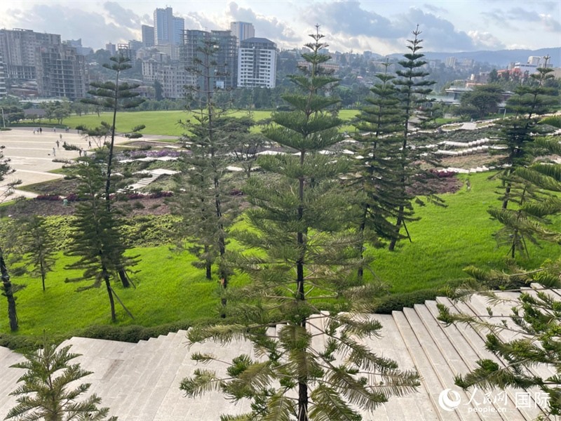 亞的斯亞貝巴友誼廣場的南洋杉。人民網(wǎng)記者 趙艷紅攝