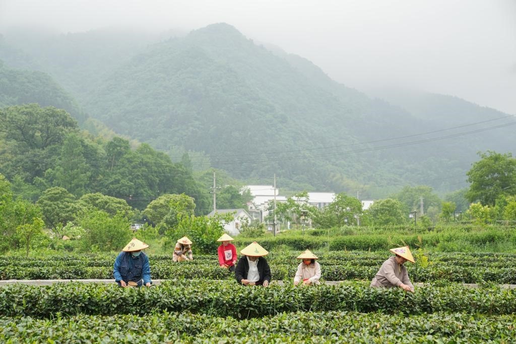 2022年5月11日，村民在大灣村生態(tài)茶園內(nèi)采摘茶葉。新華社記者杜宇攝