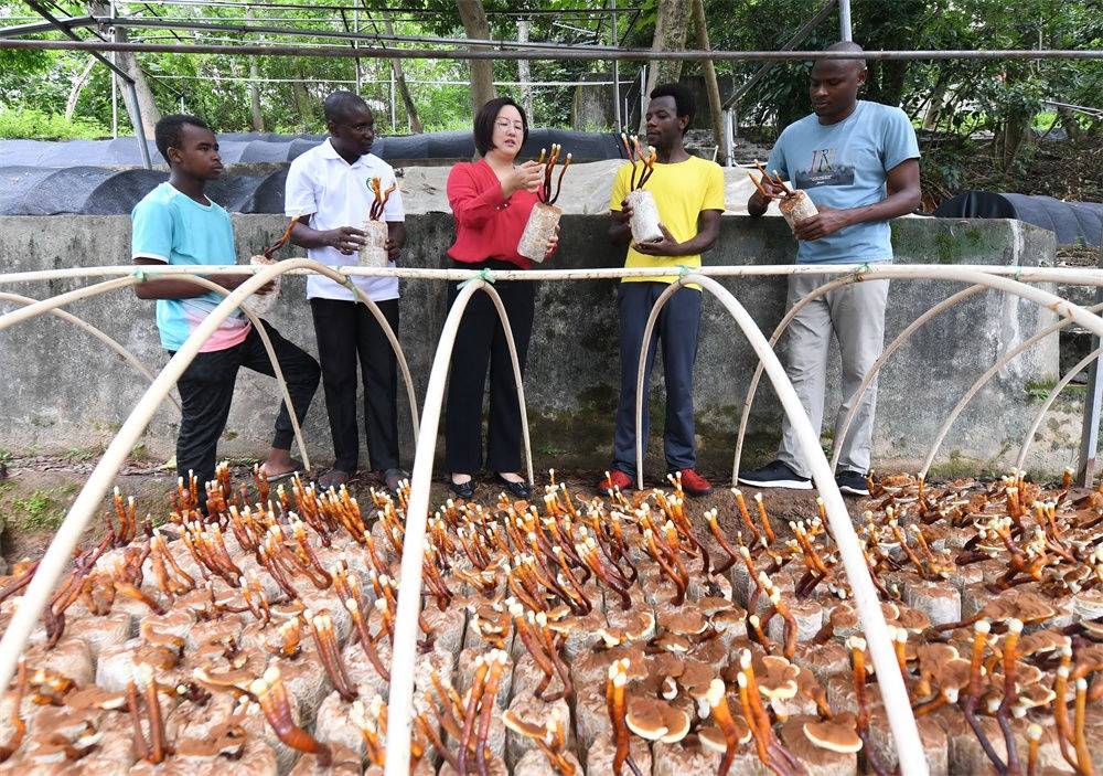 2021年8月12日，福建農(nóng)林大學國家菌草工程技術(shù)研究中心副主任林冬梅（中）為非洲留學生講解菌草鹿角靈芝的栽培情況。新華社記者 林善傳 攝