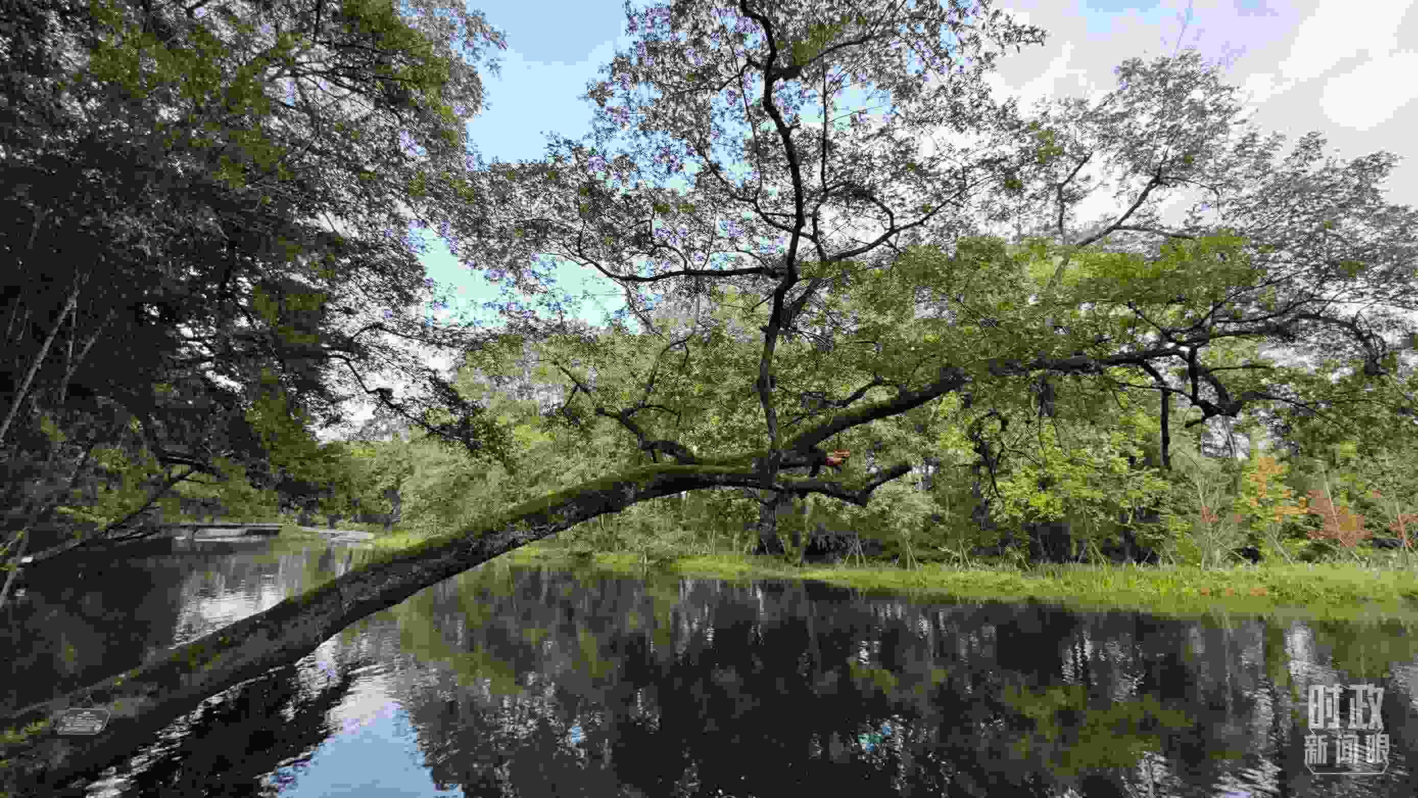 △饒河源國家濕地公園。（總臺央視記者郁振一拍攝）