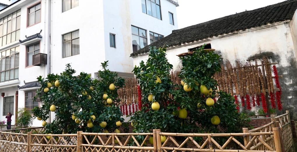 近日在江西省上饒市婺源縣秋口鎮(zhèn)王村石門自然村拍攝的馬家柚。新華社記者 胡晨歡 攝