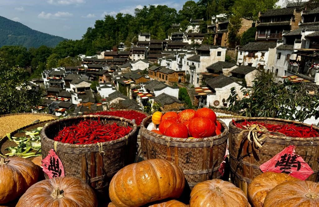 近日拍攝的江西省上饒市婺源縣篁嶺村曬秋畫面。新華社記者 胡晨歡 攝
