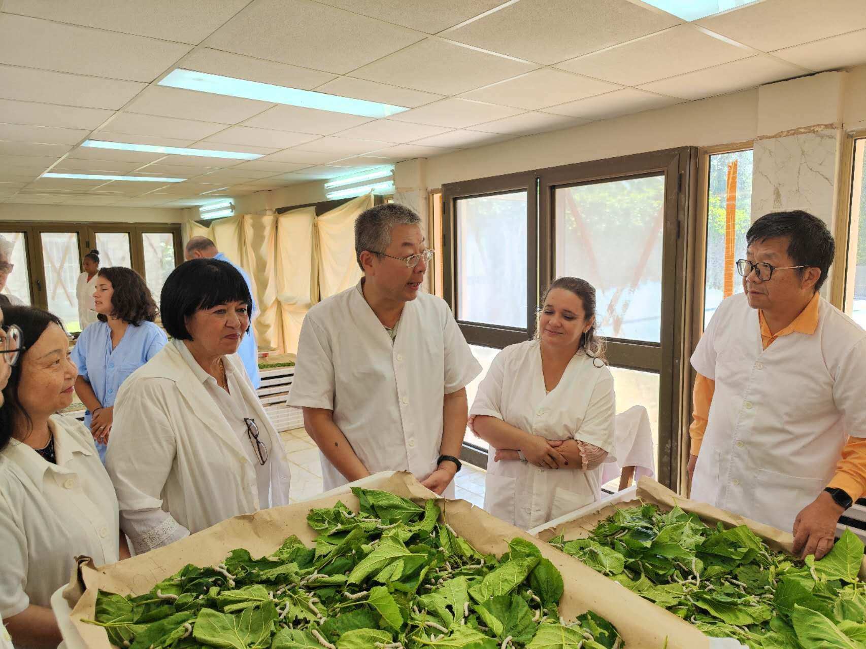 2023年5月23日，中國駐古巴大使馬輝考察古中蠶?？萍己献髦行?。來源：中國駐古巴大使館官網(wǎng)