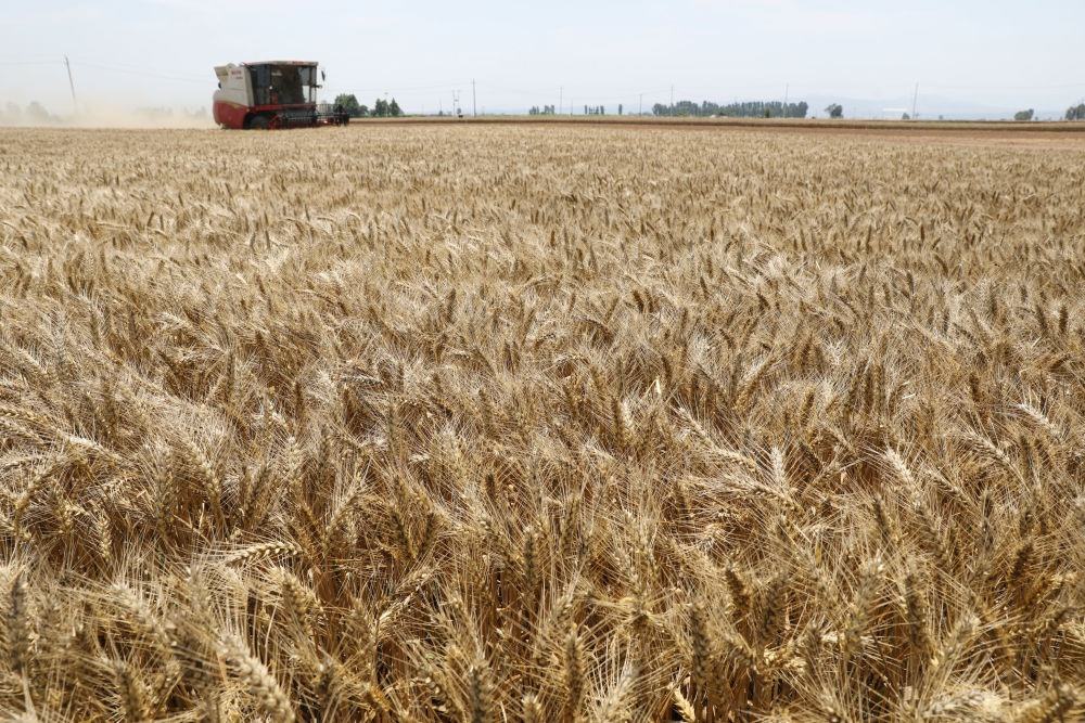  河南省焦作市溫縣黃河街道張王莊村村民駕駛收割機(jī)在田間收獲小麥（2023年6月6日攝）。新華社發(fā)（徐宏星 攝）