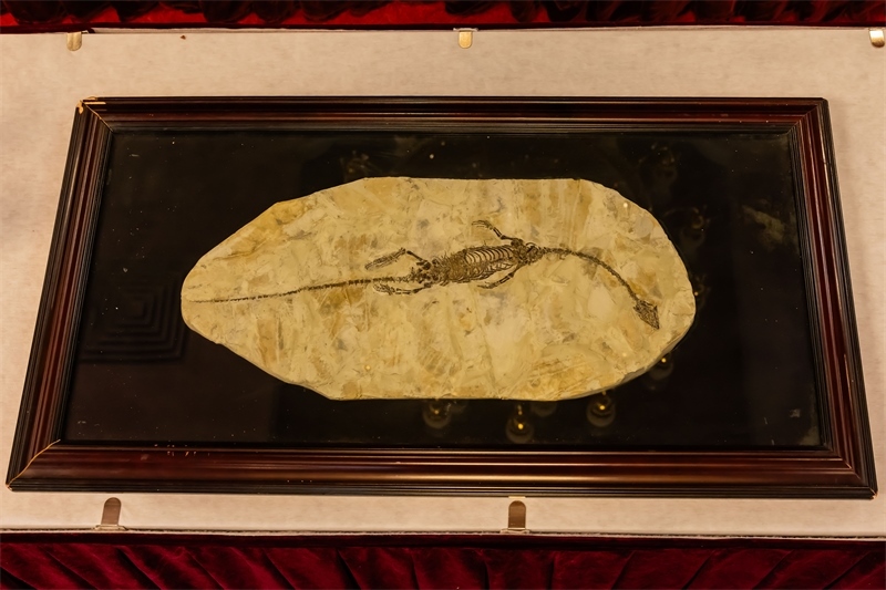 潛龍化石。國(guó)家文物局供圖